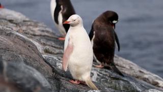 Cineasta inmortaliza a un inusual pingüino papúa en una situación que te sorprenderá 