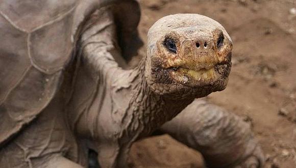 Islas Galápagos: tortuga gigante "Solitario George" vuelve... disecada