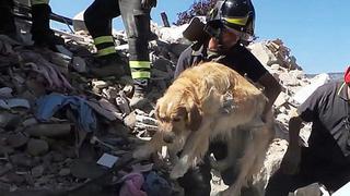 Italia: Romeo es el "perro milagro" que sobrevivió 9 días entre escombros