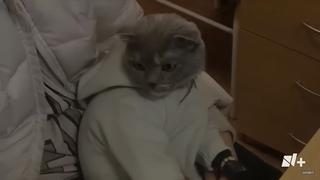 Detienen a mujer que usaba a su gato como bebé para traficar drogas [VIDEO]
