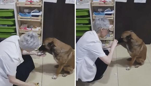Perro con su patita herida "acude" a farmacia para pedir ayuda | VIDEO 