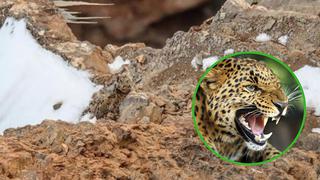Reto visual: Leopardo se esconde entre las rocas y la nieve