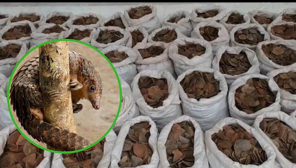 Incautan 13 toneladas de escamas de pangolín, mamífero más traficado del mundo