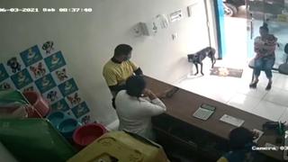 Perro callejero con una pata lastimada ‘pide ayuda’ en una veterinaria | VIDEO