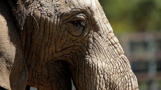 ​Elefanta queda viuda y buscan que deje zoológico para vivir en santuario