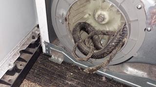 Estados Unidos: mandan a reparar su secadora y descubren una serpiente en el interior