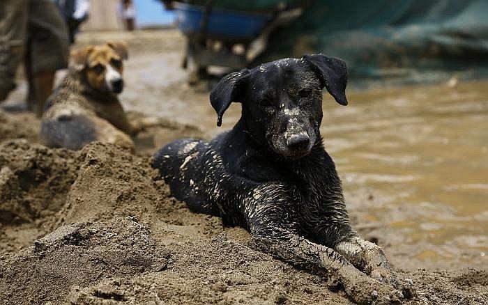 Arequipa: Multarán con 4 mil 500 soles a familias que dejen a sus perros en la calle