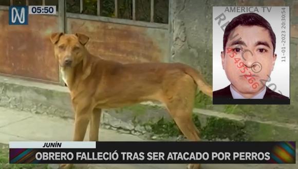 Obrero falleció tras ser atacado por perros. Foto: Canal N