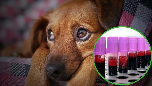 Abren banco de sangre para perros y gatos en México
