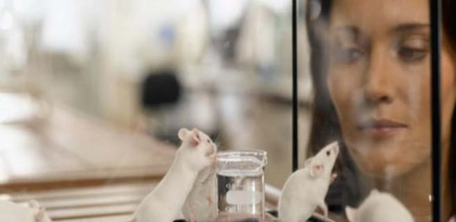 Terapia génica devuelve el oído a ratones sordos y esperanza a humanos