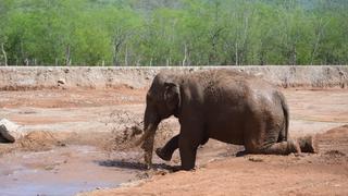 Big Boy, el elefante con tres décadas de cautiverio, obtiene su libertad y acaba su terrible drama