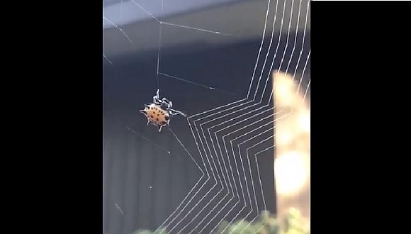 Descubre exactamente cómo teje una araña en sorprendente video 