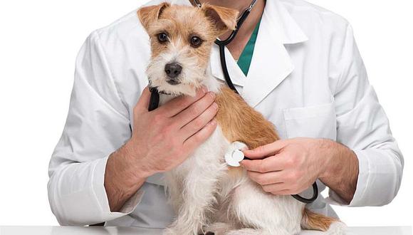 Todo lo que debes saber sobre el primer hospital de mascotas