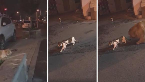 Perrito detiene fuerte pelea entre dos gatos con la mejor "técnica" (VIDEO)