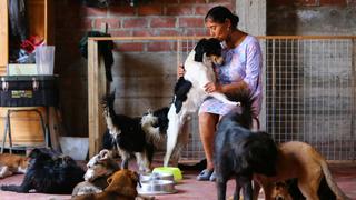 Congreso aprueba ley “Cuatro Patas” que propone priorizar esterilización de perros y gatos