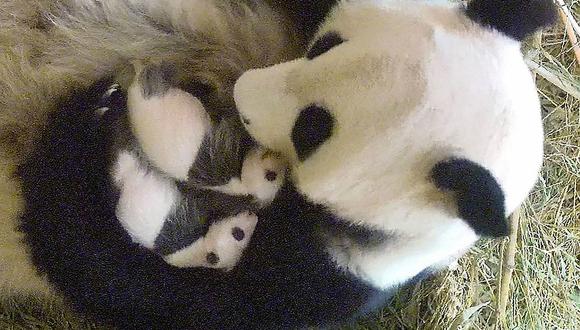 Famosos osos panda gemelos de Viena son macho y hembra 