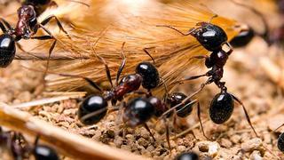 ​Antibióticos que fabrican hormigas podrían aplicarse a los humanos