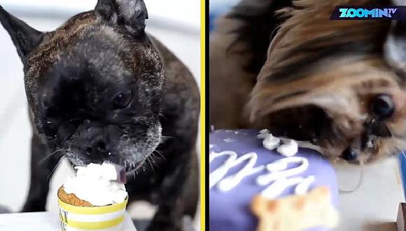 ¡Conmovedor! Mujer prepara pasteles para perros por esta desgarradora razón (VIDEO)