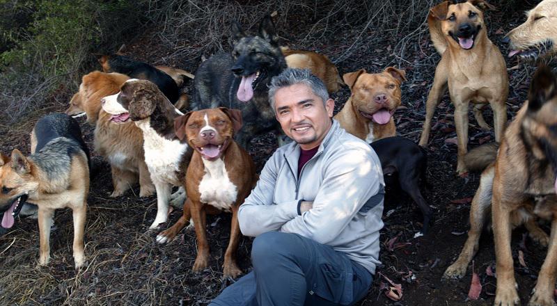 César Millán: El 'Encantador de Perros' es investigado por maltrato animal