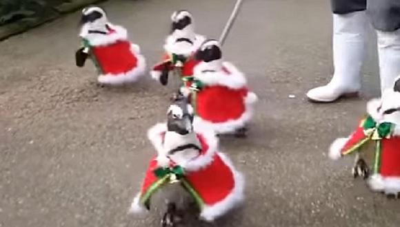 Navidad 2016: ¿Por qué estos pingüinos se han vuelto la sensación en redes?