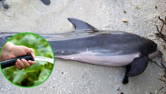 Encuentran manguera en el estómago de un delfín 