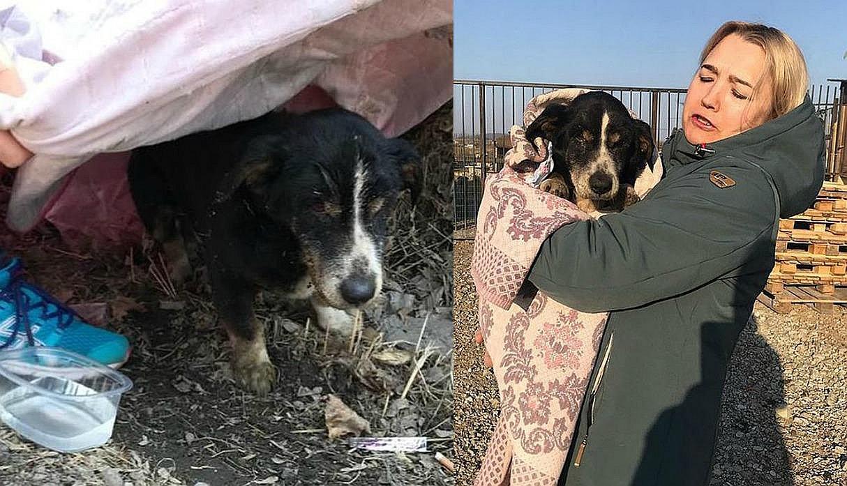 ​Entierran a su perro muerto y resucita en Semana Santa (VIDEO)