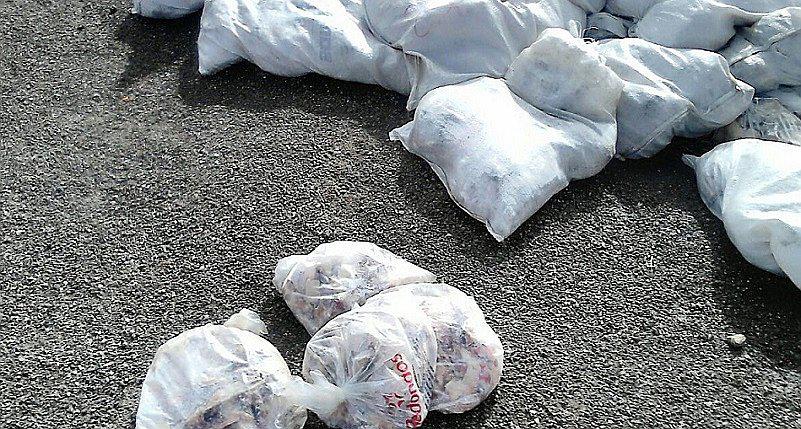 Arequipa: Botan pollos malogrados en Pampa Lagunillas