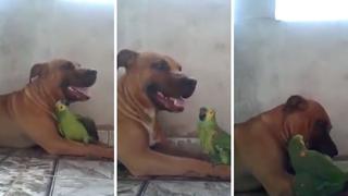 Mujer retorna a su casa y encuentra a su loro y perro en tierna situación | VIDEO