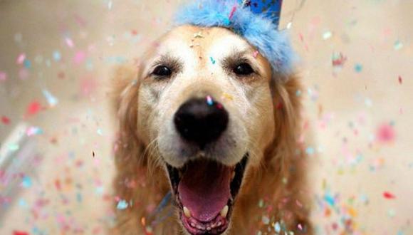 Día del Perro: conoce cómo celebrar esta fecha especial