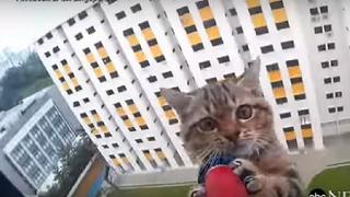 YouTube: Este es el sorprendente rescate de un gatito del piso 12 de un edificio [VIDEO]