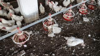 Gripe aviar en Perú: reportan primer brote de contagio de aves domésticas en Lambayeque
