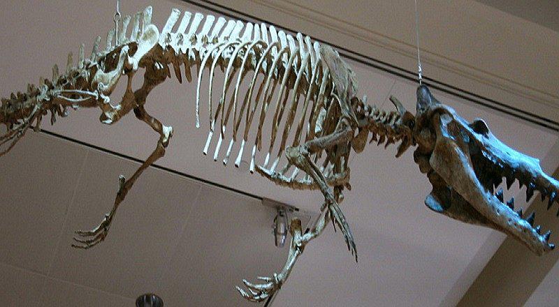 Fósil da pistas sobre el origen del oído y la comunicación de los delfines