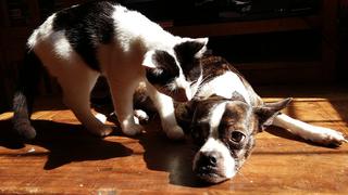 Gato y perro protagonizan encantadora escena de grandes amigos