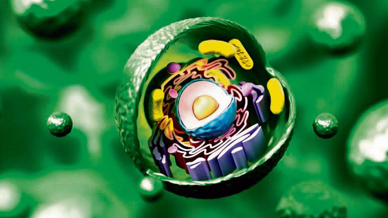 Conoce las características y tipos de células