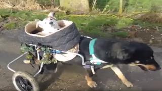 Perro en silla de ruedas conmueve al pasear a otro que sufre ceguera | VIDEO
