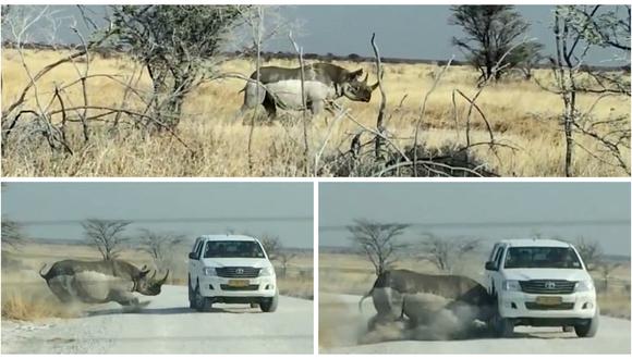 YouTube: captan furiosa embestida de un rinoceronte a una camioneta [VIDEO]