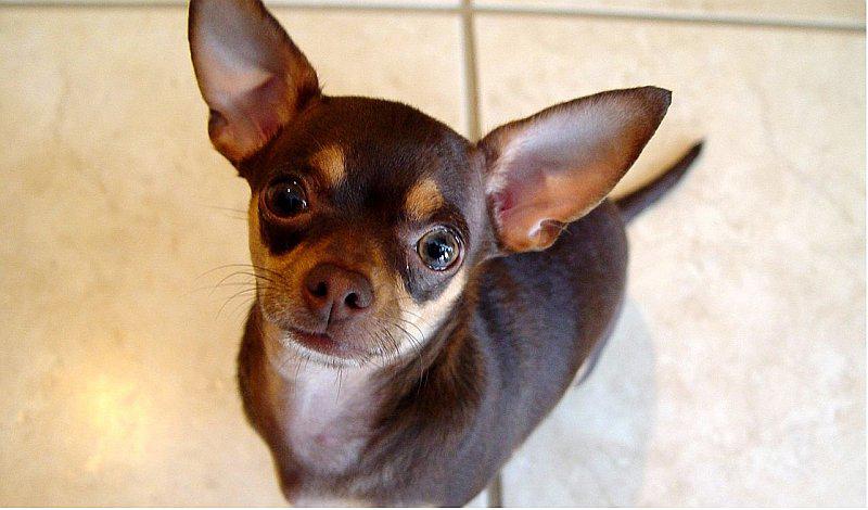 5 pasos para saber si tu perro tiene cataratas