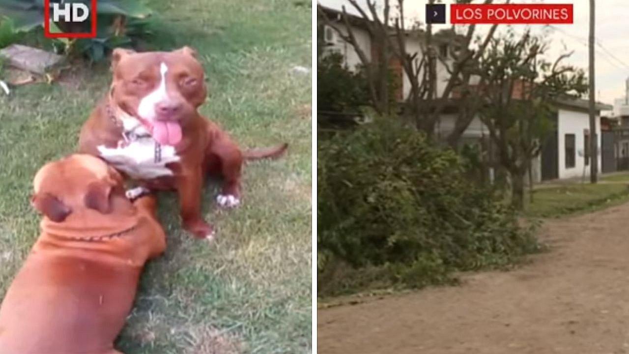 Delincuente demanda a dueña de perros por ataque que sufrió al intentar robar la casa de la mujer