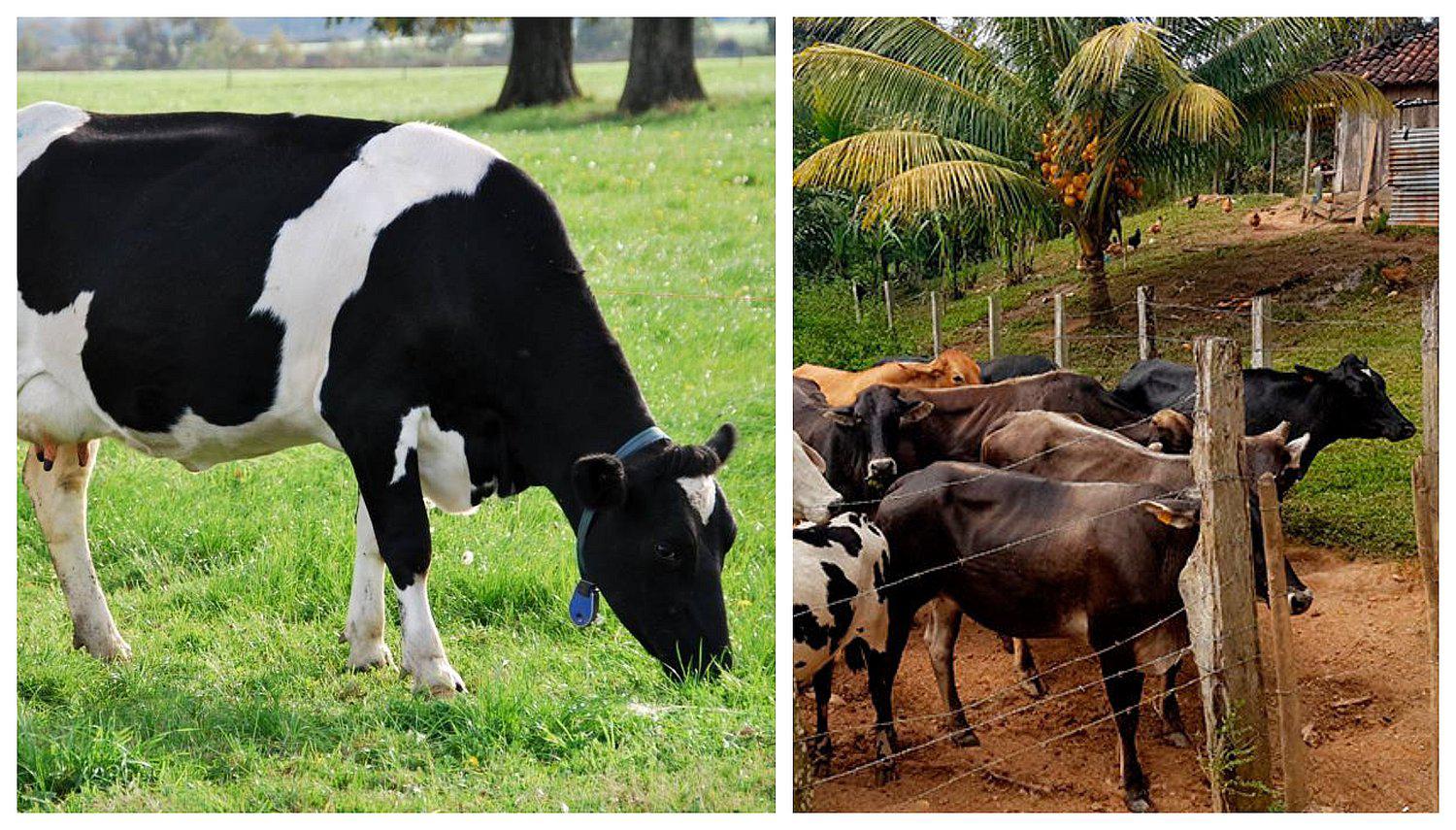 Con labores de ganadería buscan reintegrar a la sociedad a presos 