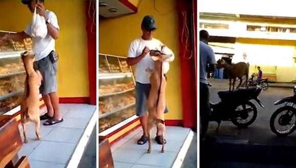 Cabrito se hace viral por subirse a una moto para ir a comprar pan (VIDEO)