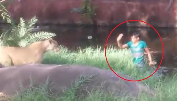 Hombre ebrio cae en medio de una manada de leones e increíblemente salva de morir (VIDEO) 