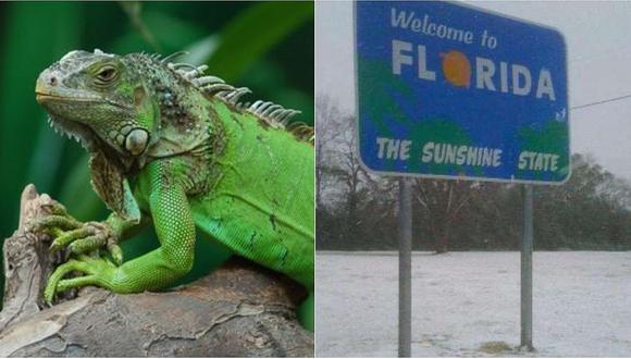 Iguanas caen congeladas de los árboles en el estado de Florida, en estados Unidos. (Foto: AFP)