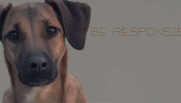 ​YouTube: Conmovedor corto sobre perros abandonados cautiva a miles [VIDEO]