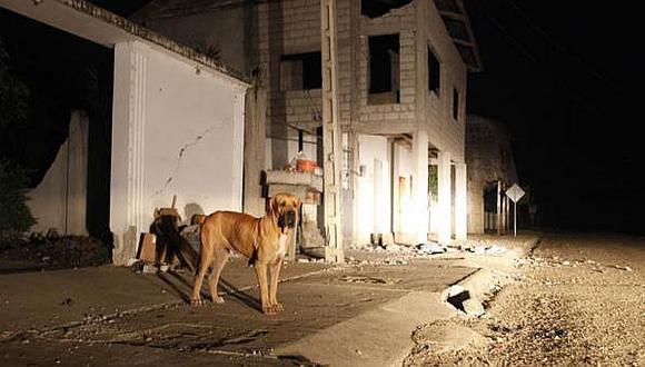 Terremoto en Ecuador: Animales también sufren por tragedia y necesitan ayuda     
