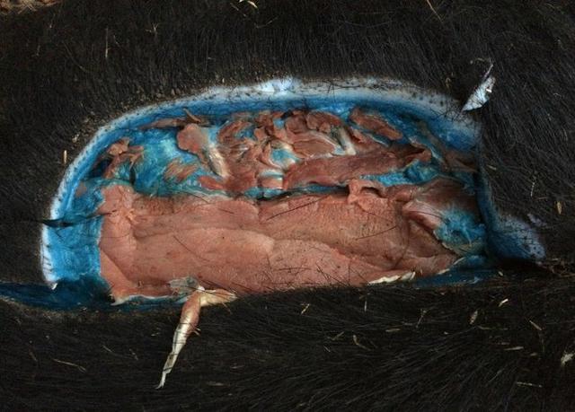 EEUU: Cazaron un cerdo y descubrieron algo alucinante en su interior [FOTOS]