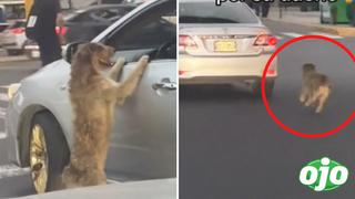 Viral: Perrito se niega a ser abandonado y persigue a sus dueños por toda la avenida