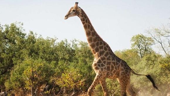 Mujer mató a 'jirafa negra' y lo exhibe en redes sociales 