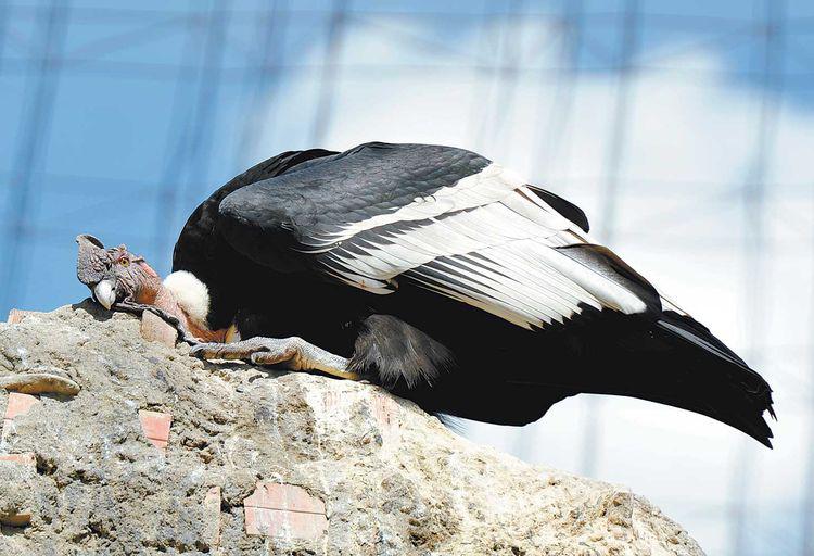 Zoológico estudiará reproducción de cóndores andinos en cautividad 