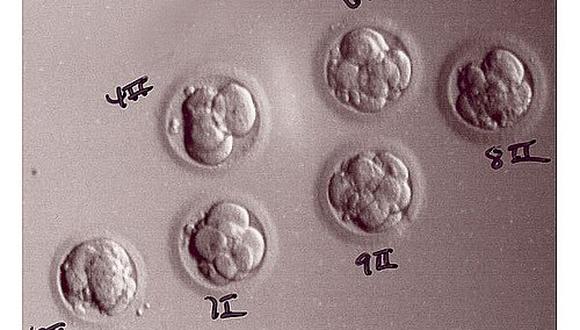 Seleccionan a embriones con más "posibilidades" con nuevo sistema