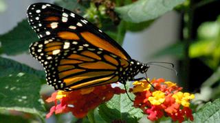 ¡No puede ser! La impresionante mariposa monarca entra en la lista de las especies en peligro